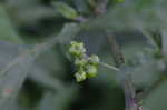 Black nightshade